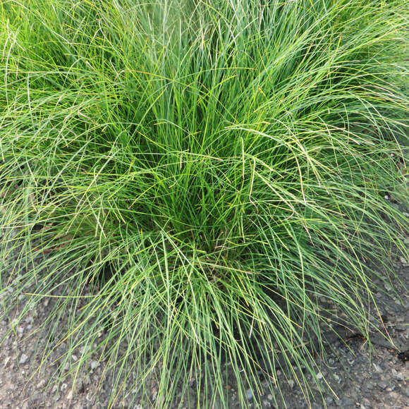 Carex montana: Bild 3/5 Carex montana: Bild 3/5