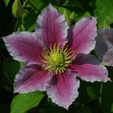 Clematis 'Piilu' - Waldrebe