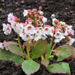 Bergenia 'Angel Kiss': Bild 1/1