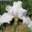 Iris germanica 'Immortality': Bild 2/2