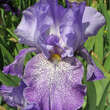 Iris germanica 'Purple Pepper'': Bild 1/2