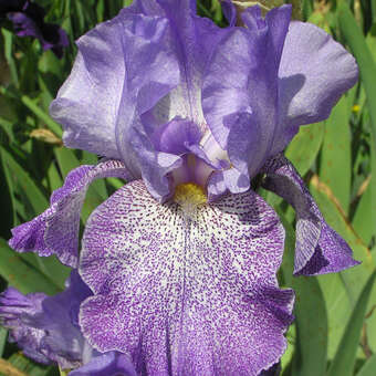 Iris germanica 'Purple Pepper''
