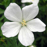 Geranium sanguineum 'Album' - Storchschnabel