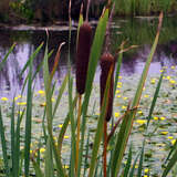 Typha latifolia - Breitblättriger Rohrkolben