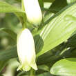 Polygonatum humile: Bild 2/6