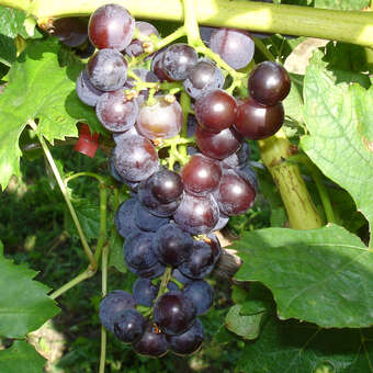 Vitis vinif. 'Rosenmuskateller'