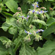 Borago officinalis: Bild 3/5