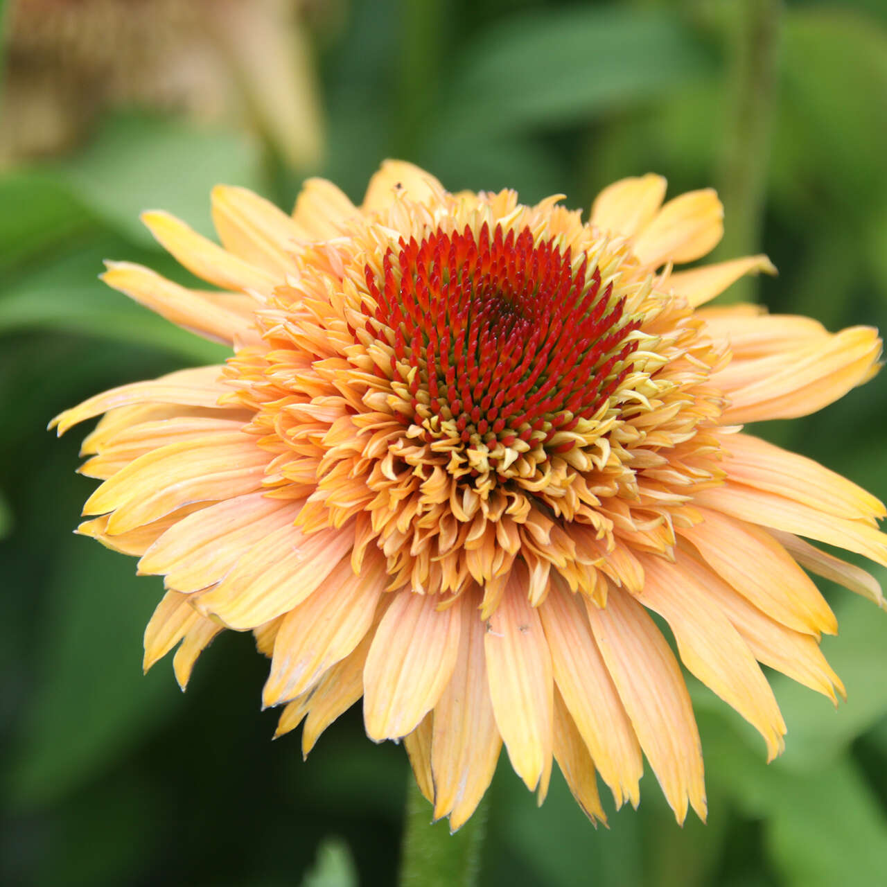 Sonnenhut - Echinacea purpurea 'Supreme Cantaloupe' - orange