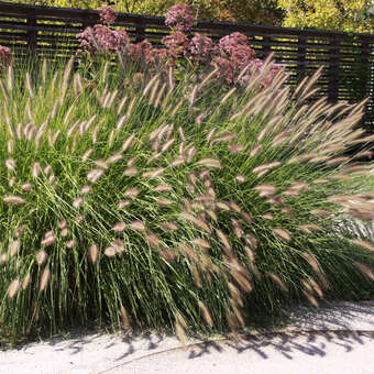 Pennisetum alopecuroides