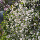 Prunus eminens 'Gloriette' - Hänge-Steppenkirsche
