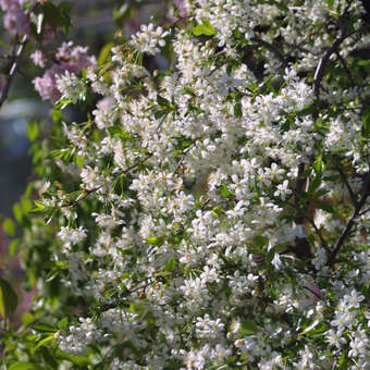 Hänge-Steppenkirsche - Prunus eminens 'Gloriette'