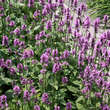 Stachys monieri 'Hummelo': Bild 5/6