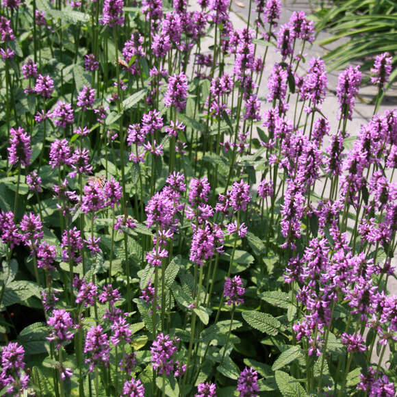 Stachys monieri 'Hummelo': Bild 5/6 Stachys monieri 'Hummelo': Bild 5/6