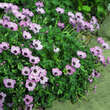 Geranium cinereum 'Ballerina': Bild 3/3
