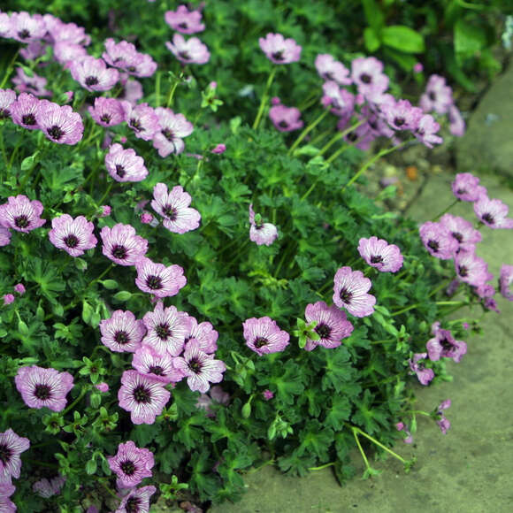 Geranium cinereum 'Ballerina': Bild 3/3 Geranium cinereum 'Ballerina': Bild 3/3