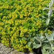 Sedum selskianum: Bild 6/8