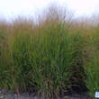 Panicum virgatum 'Shenandoah': Bild 1/2
