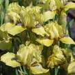 Iris pumila 'Stockholm': Bild 2/2