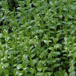 Polygonatum humile: Bild 5/6