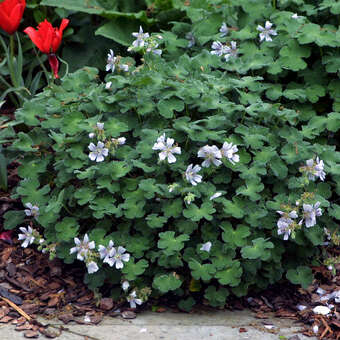 Geranium renardii: Bild 7/7