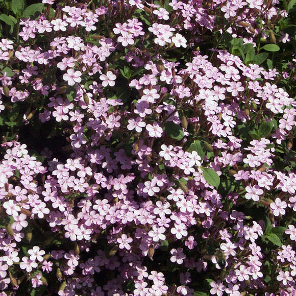 Saponaria ocymoides: Bild 3/5 Saponaria ocymoides: Bild 3/5