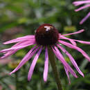 Echinacea pallida - Sonnenhut