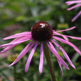 Echinacea pallida - Sonnenhut