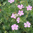 Geranium oxonianum 'Claridge Druce': Bild 1/1