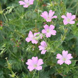 Geranium oxonianum 'Claridge Druce' - Storchschnabel