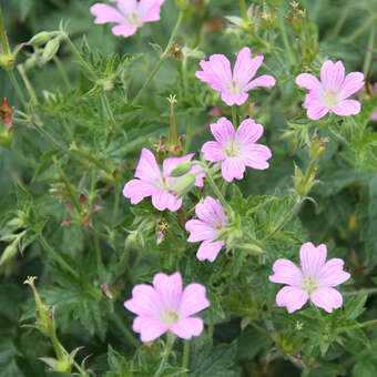 Geranium oxonianum 'Claridge Druce'