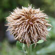 Leuzea rhapontica: Bild 1/2