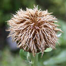 Leuzea rhapontica - Riesen-Flockenblume (Synonym: Stemmacantha rhap.)