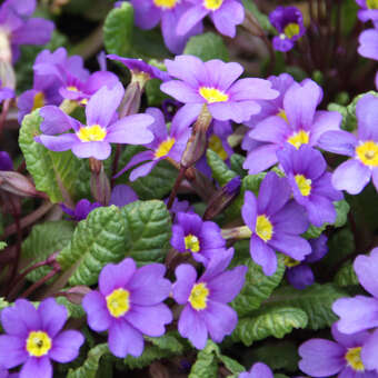 Primula 'Wanda'