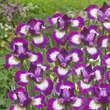 Iris sibirica 'Currier': Bild 1/1
