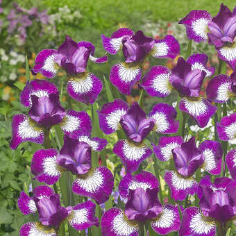 Iris sibirica 'Currier'