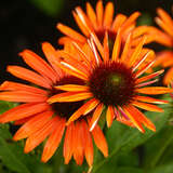 Echinacea purpurea 'Orange Skipper' - Sonnenhut