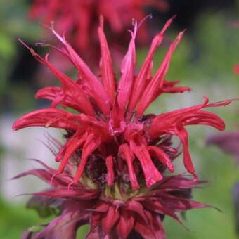 Monarda 'Cambridge Scarlet'