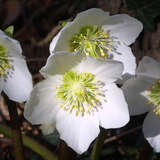 Helleborus niger - Schneerose