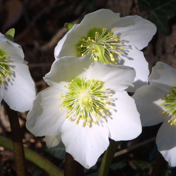 Helleborus niger: Bild 1/6 Helleborus niger: Bild 1/6