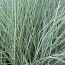 Miscanthus sinensis 'Morning Light' - Chinaschilf