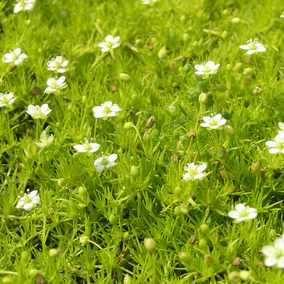 Sagina subulata 'Lime Moss': Bild 1/5 Sagina subulata 'Lime Moss': Bild 1/5