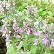 Stachys byzanthina 'Silver Fleece': Bild 2/3
