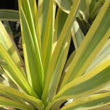 Yucca filamentosa 'Color Guard' - Palmlilie