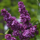 Syringa vulgaris 'Charles Joly' - Edelflieder - gefülltblühend