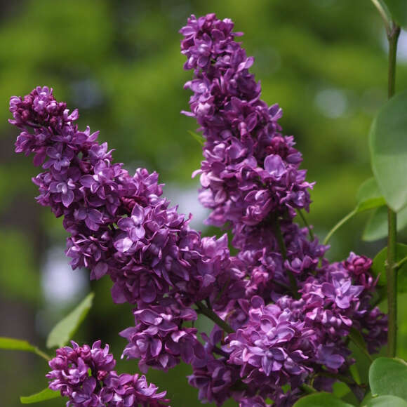 Syringa vulgaris 'Charles Joly': Bild 2/6