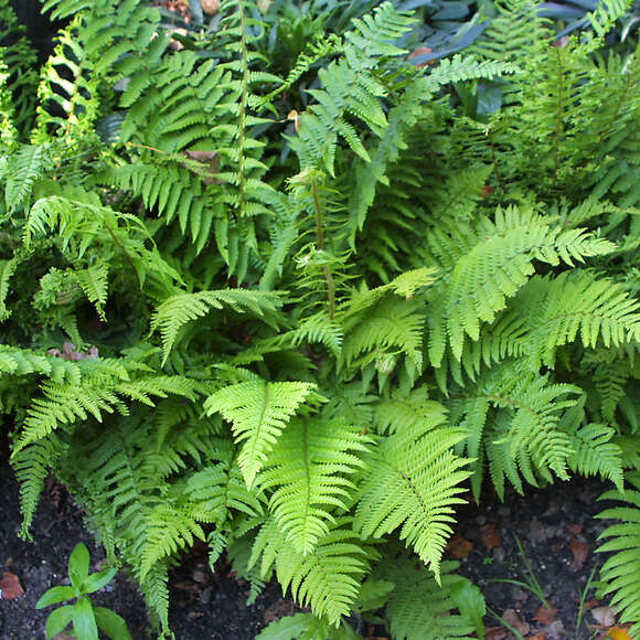 Dryopteris affinis: Bild 1/3 Dryopteris affinis: Bild 1/3