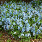 Corydalis flexuosa 'Blue Heron' - Blauer Lerchensporn