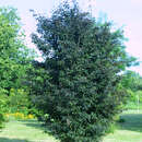Fagus sylvatica 'Rohanii' - Pyramiden-Blutbuche