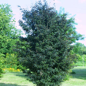 Fagus sylvatica 'Rohanii'