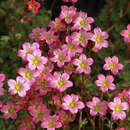 Saxifraga arendsii 'Peter Pan' - Moos-Steinbrech